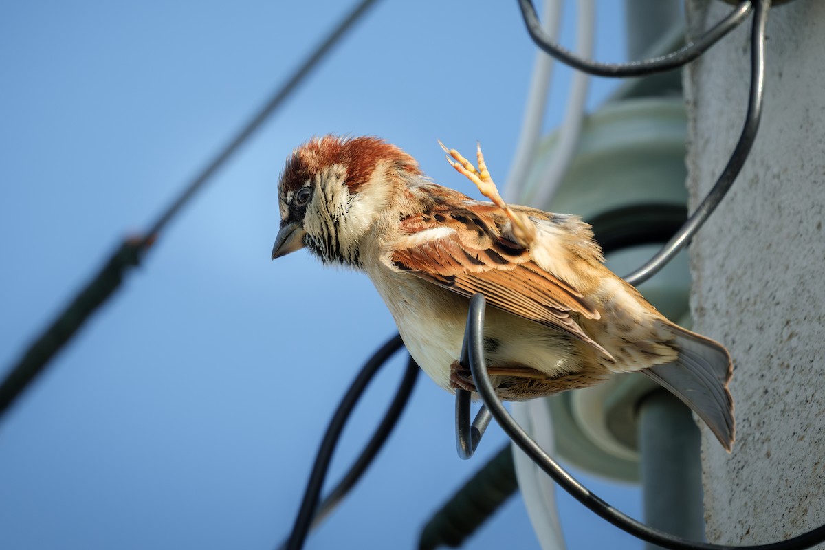 House Sparrow - ML657210791