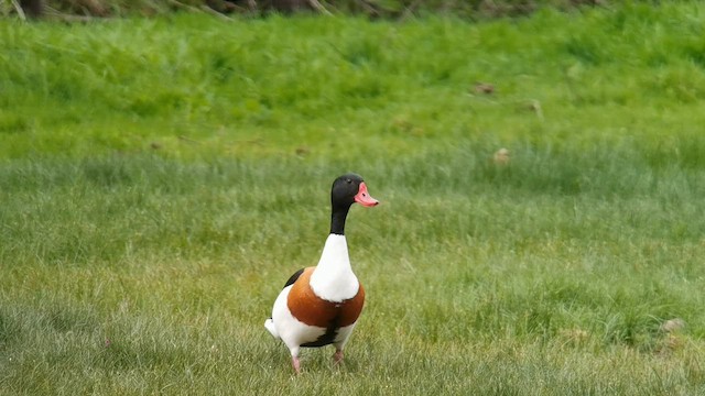 Common Shelduck - ML657211107