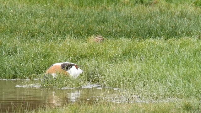Common Shelduck - ML657211117