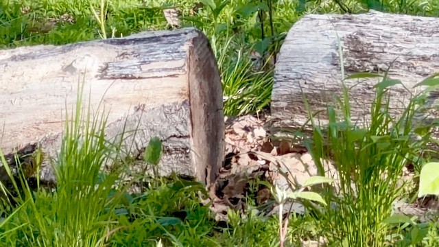 American Woodcock - ML657211137