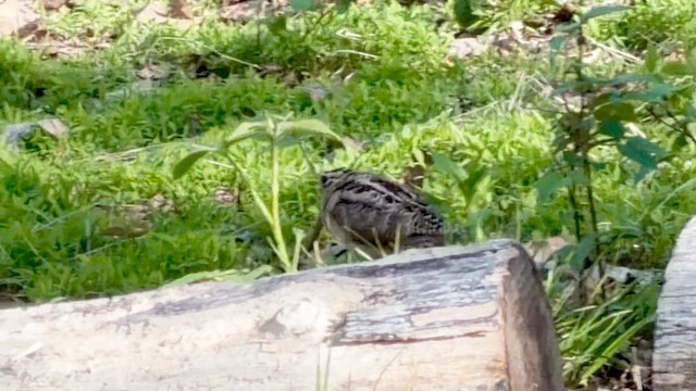 American Woodcock - ML657211139