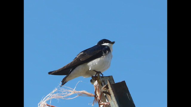 Tree Swallow - ML657211419