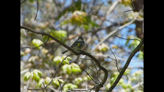 Yellow-rumped Warbler - ML657211540