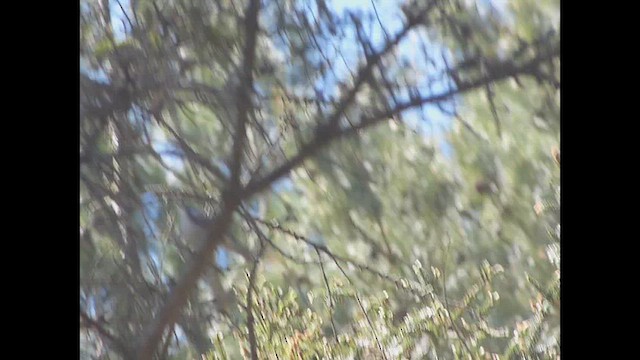Chestnut-sided Warbler - ML657211548