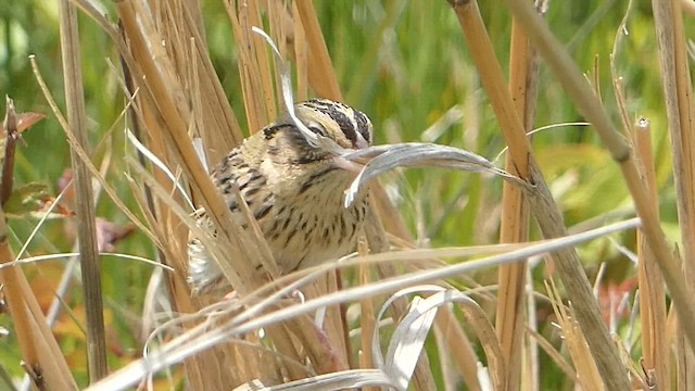 Henslow's Sparrow - ML657211604