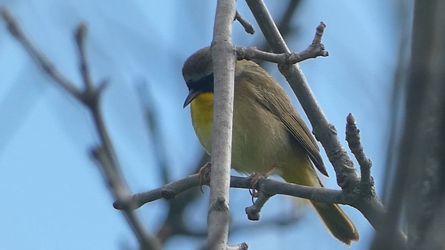 Common Yellowthroat - ML657211708