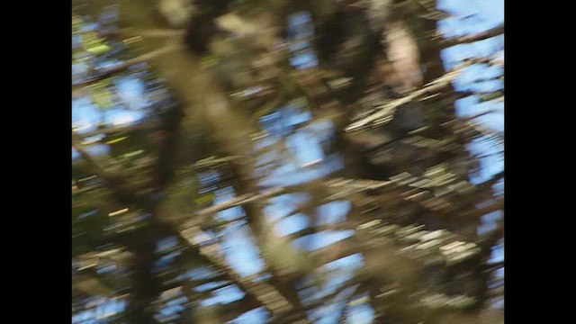Blackburnian Warbler - ML657211768