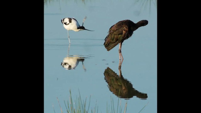 Pied Avocet - ML657212009