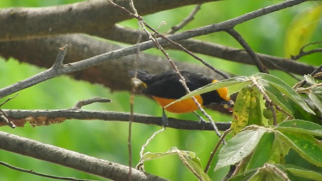 Orange-crowned Euphonia - ML657212029