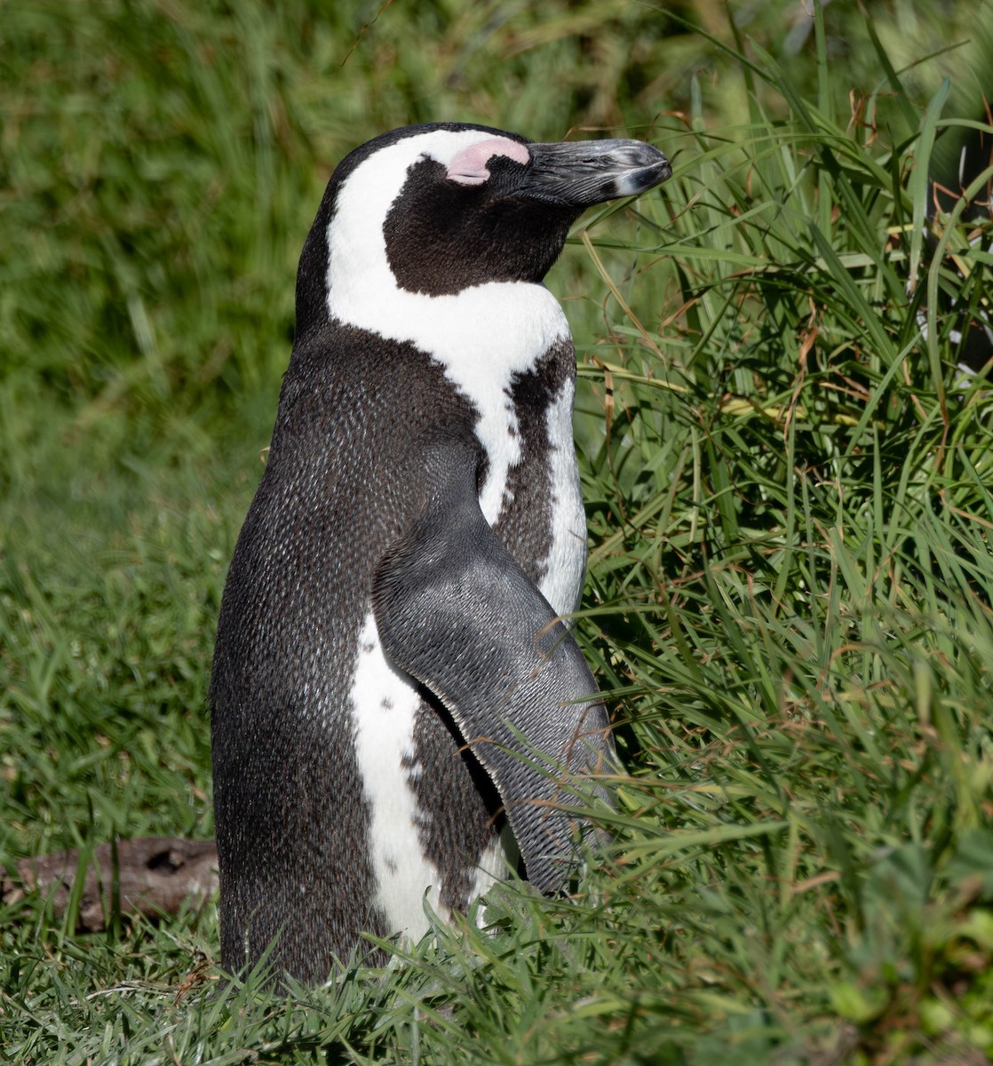 African Penguin - ML657212078
