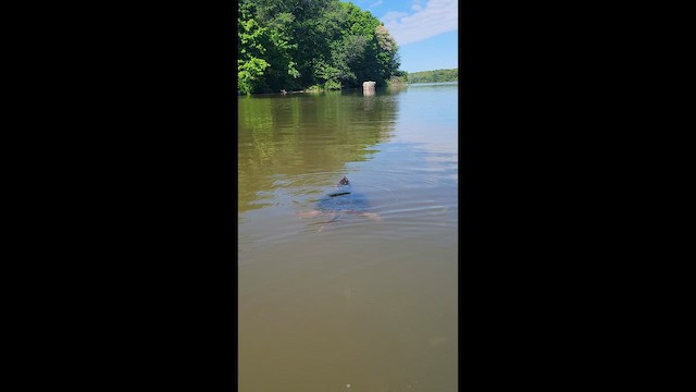 Common Snapping Turtle - ML657212319