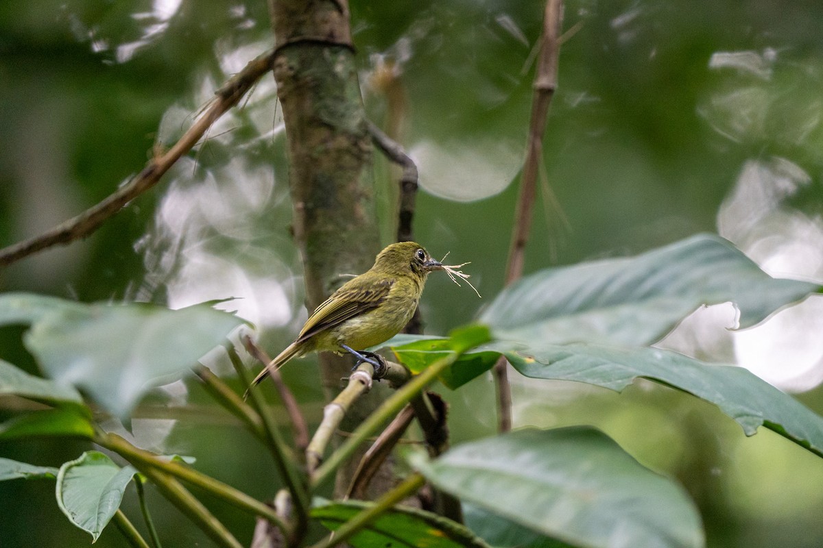 Western Olivaceous Flatbill - ML657212466