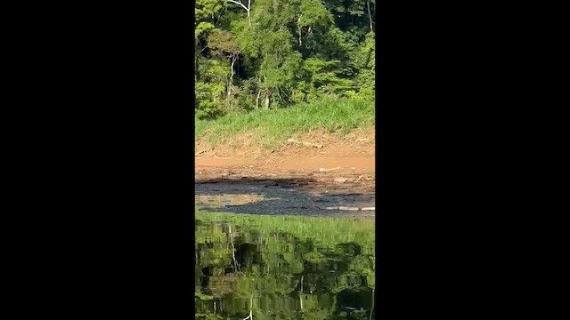 Wattled Jacana - ML657212739