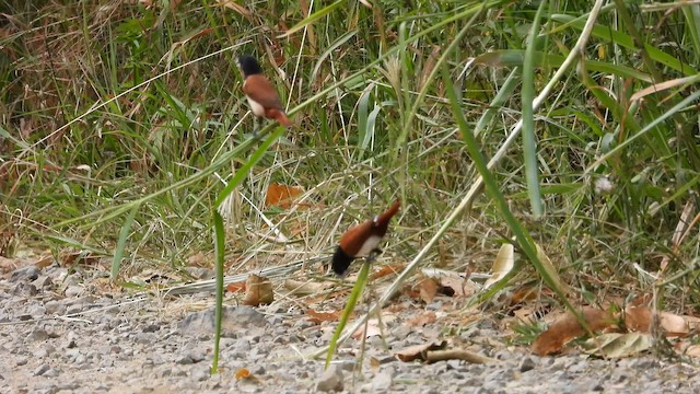 Tricolored Munia - ML657212743