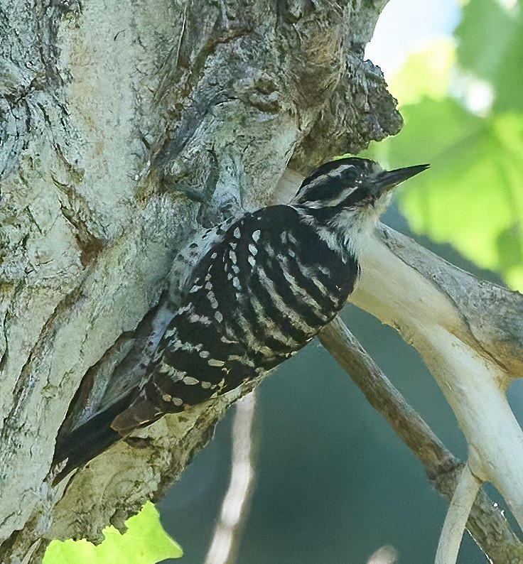 Nuttall's Woodpecker - ML657212761