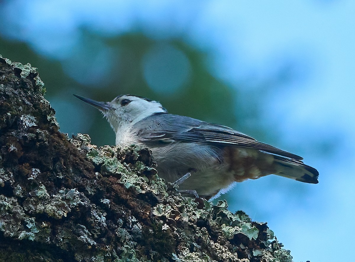 White-breasted Nuthatch - ML657212781