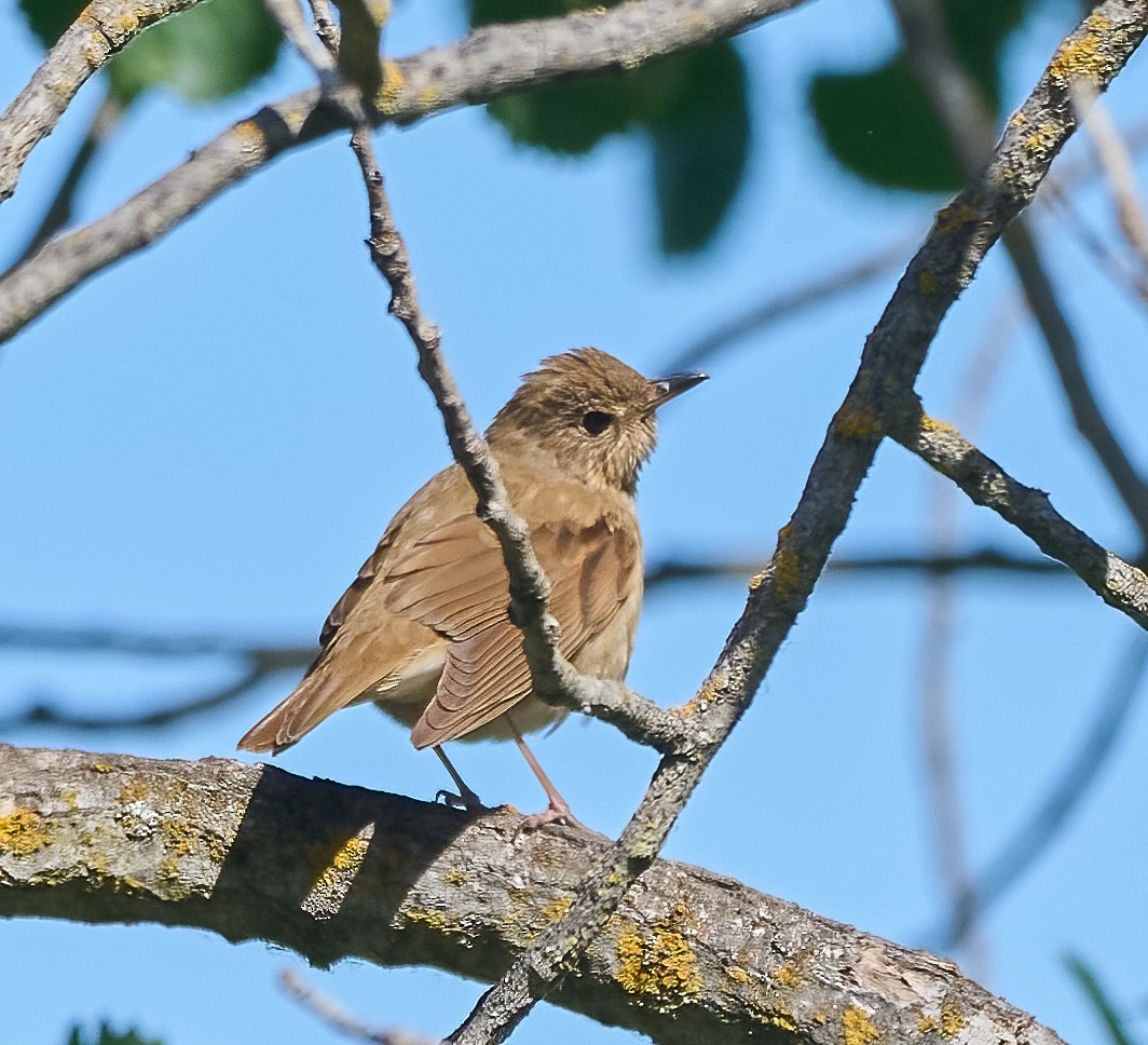 Swainson's Thrush - ML657212803