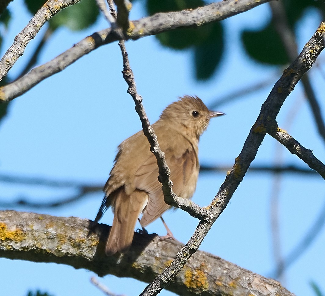 Swainson's Thrush - ML657212804
