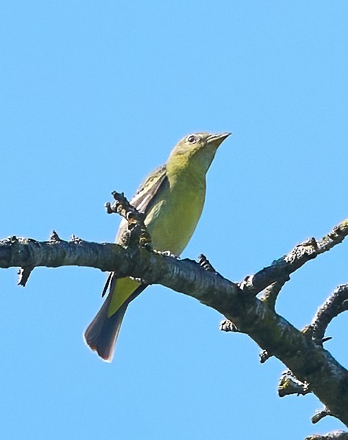 Western Tanager - ML657212852