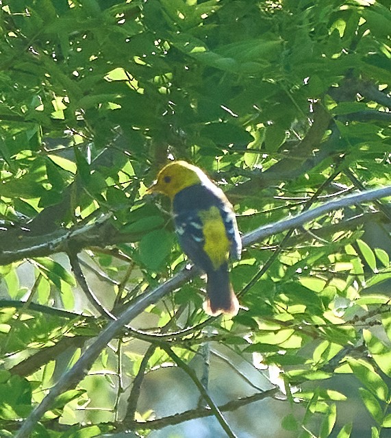 Western Tanager - ML657212853