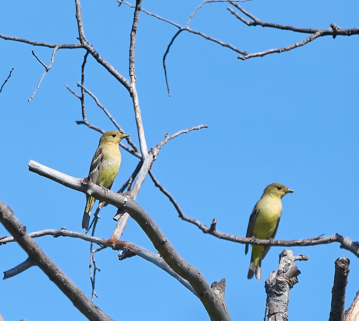 Western Tanager - ML657212854