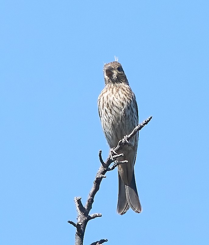 House Finch - ML657212859