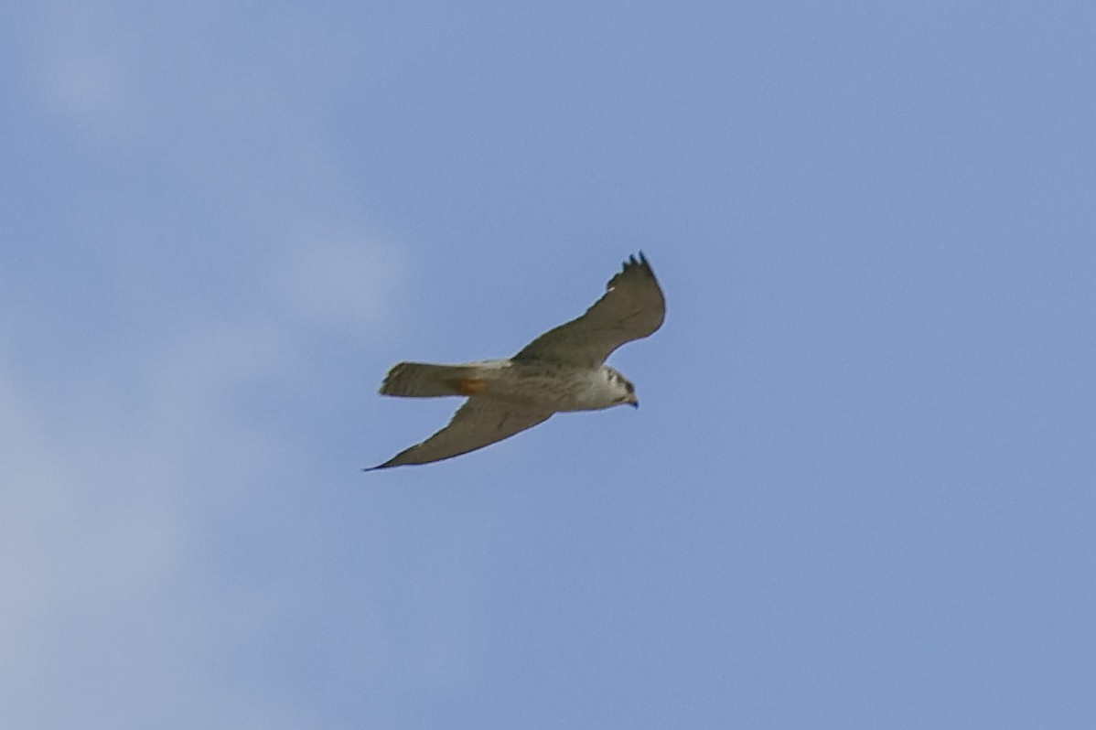 Lanner Falcon - ML657213198