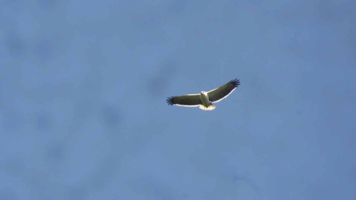 Mantled Hawk - ML657213309