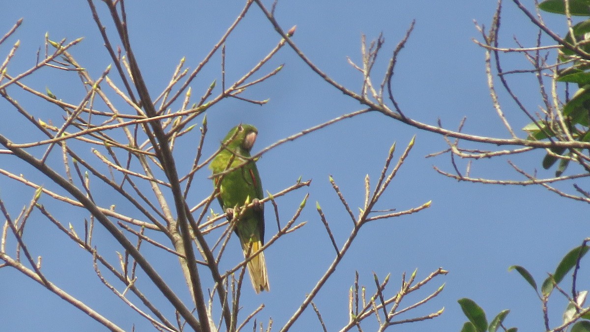 White-eyed Parakeet - ML657213355