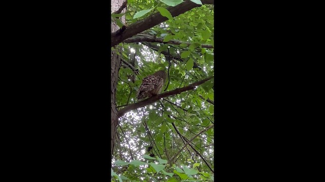Barred Owl - ML657213381