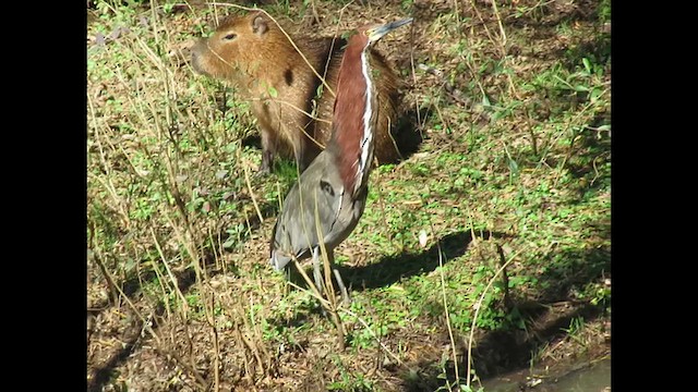 Rufescent Tiger-Heron - ML657213482