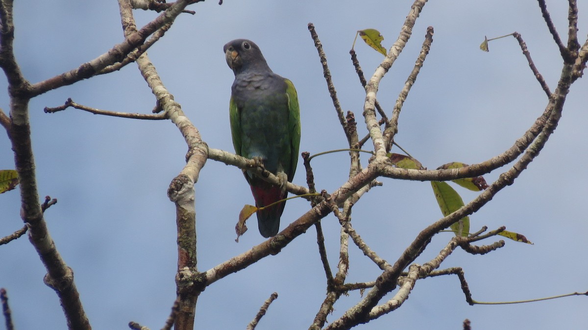 Blue-headed Parrot (Reichenow's) - ML657213510