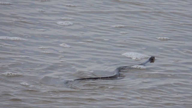 Broad-banded Watersnake - ML657213614