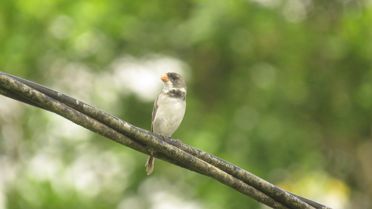 White-throated Seedeater - ML657213739