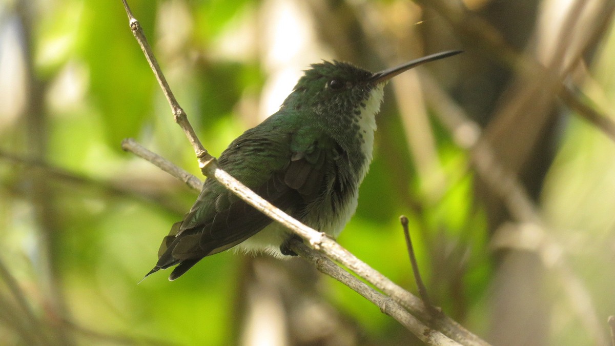 Plain-bellied Emerald - ML657213862