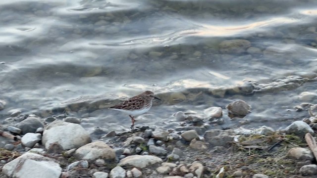 Least Sandpiper - ML657213863