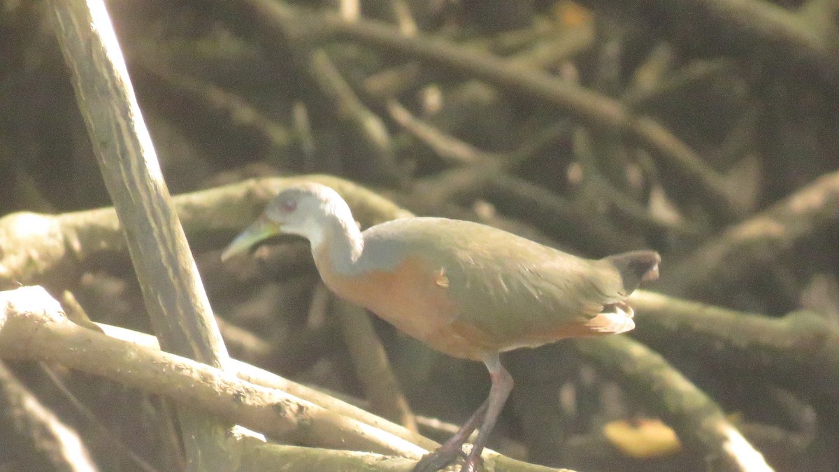 Little Wood-Rail - ML657213898