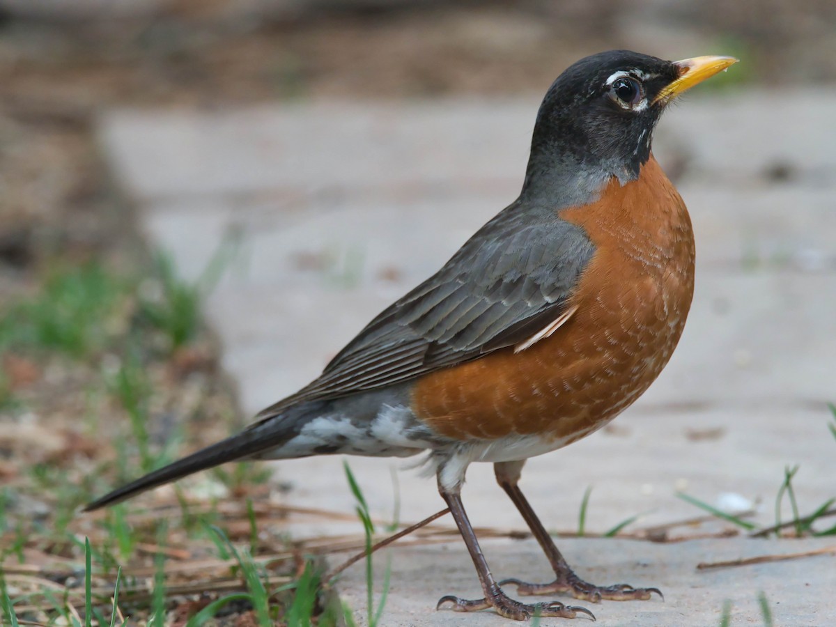 American Robin - ML657213983