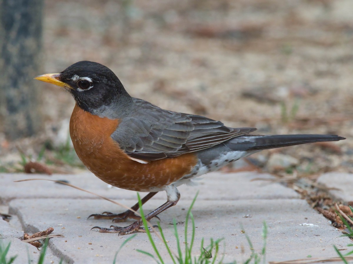 American Robin - ML657213984