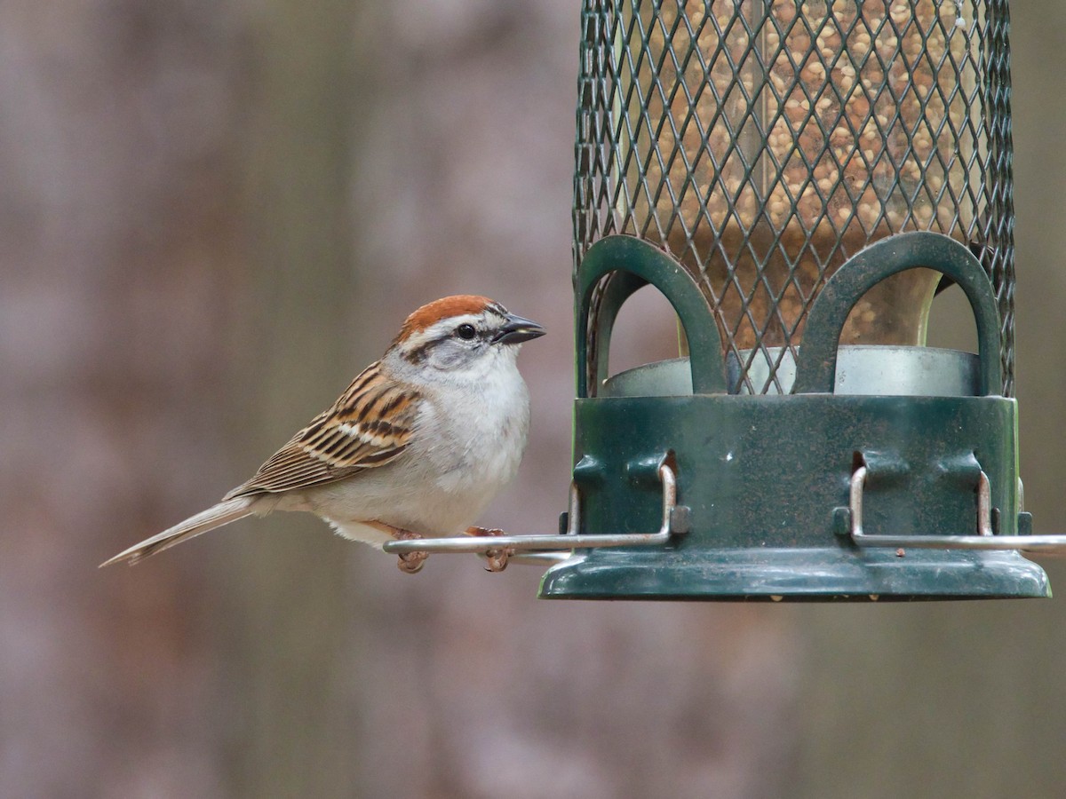 Chipping Sparrow - ML657213996