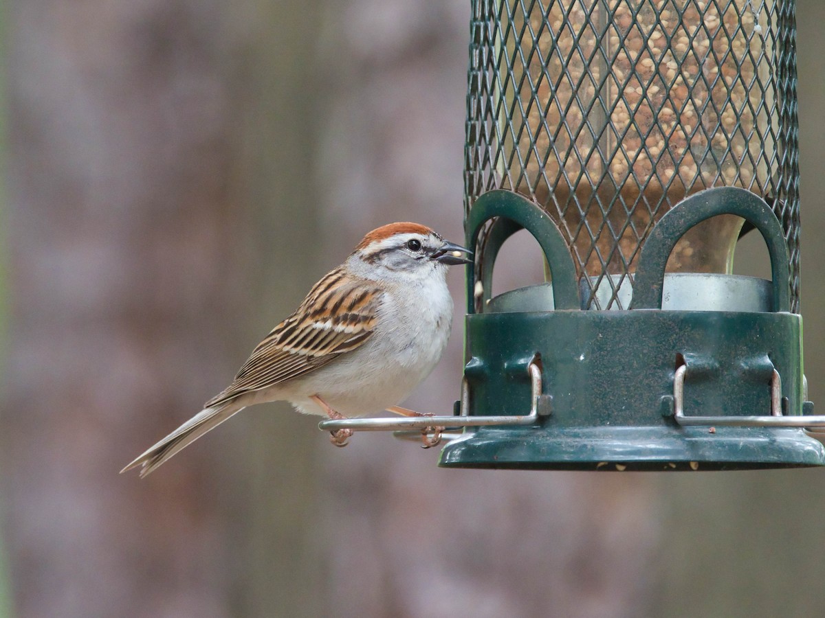 Chipping Sparrow - ML657213997