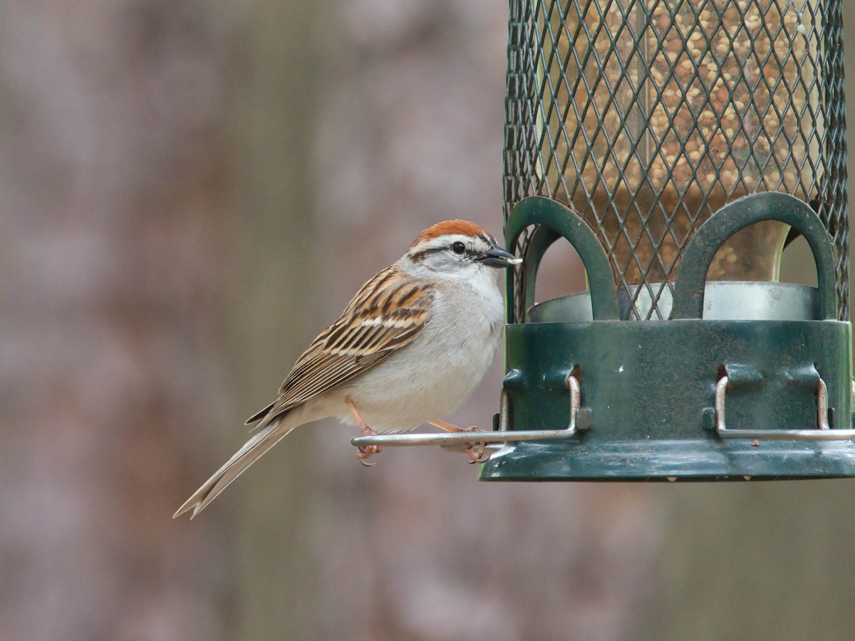Chipping Sparrow - ML657213998