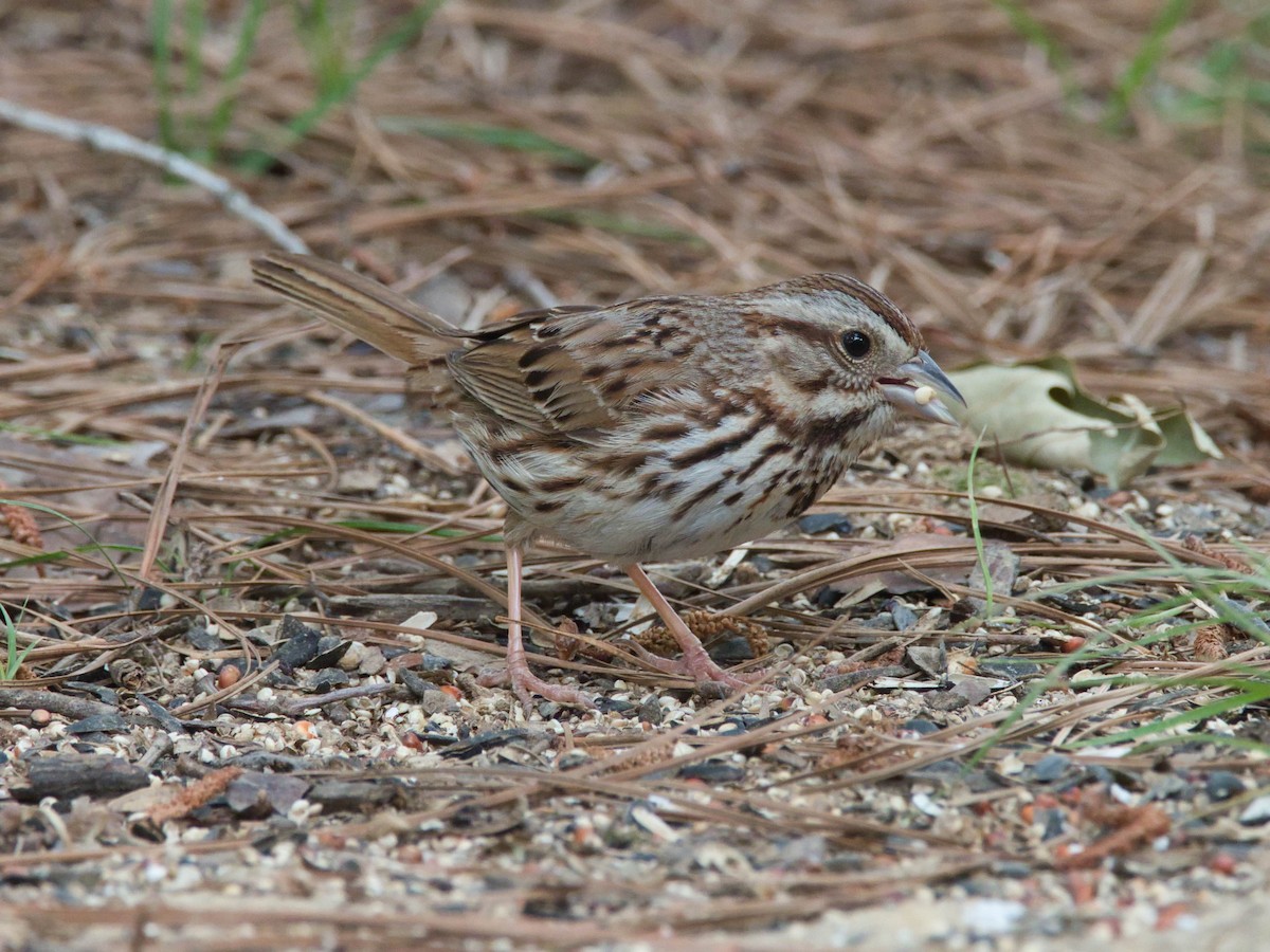 Song Sparrow - ML657214018