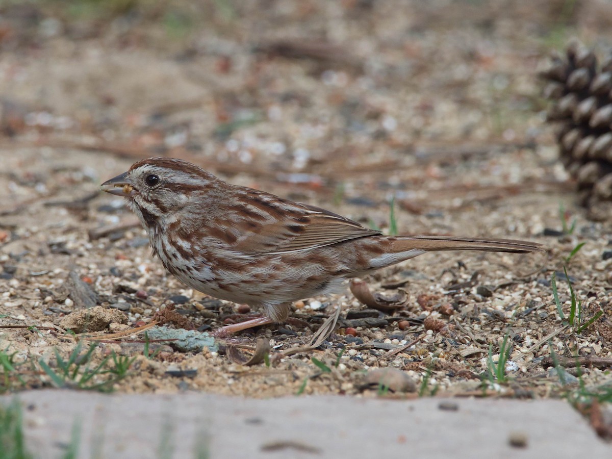 Song Sparrow - ML657214019