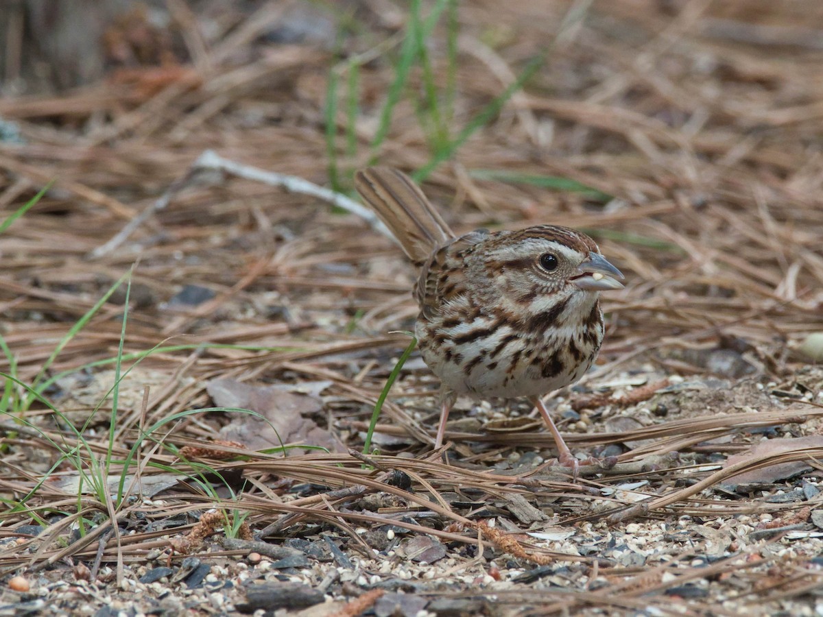 Song Sparrow - ML657214020