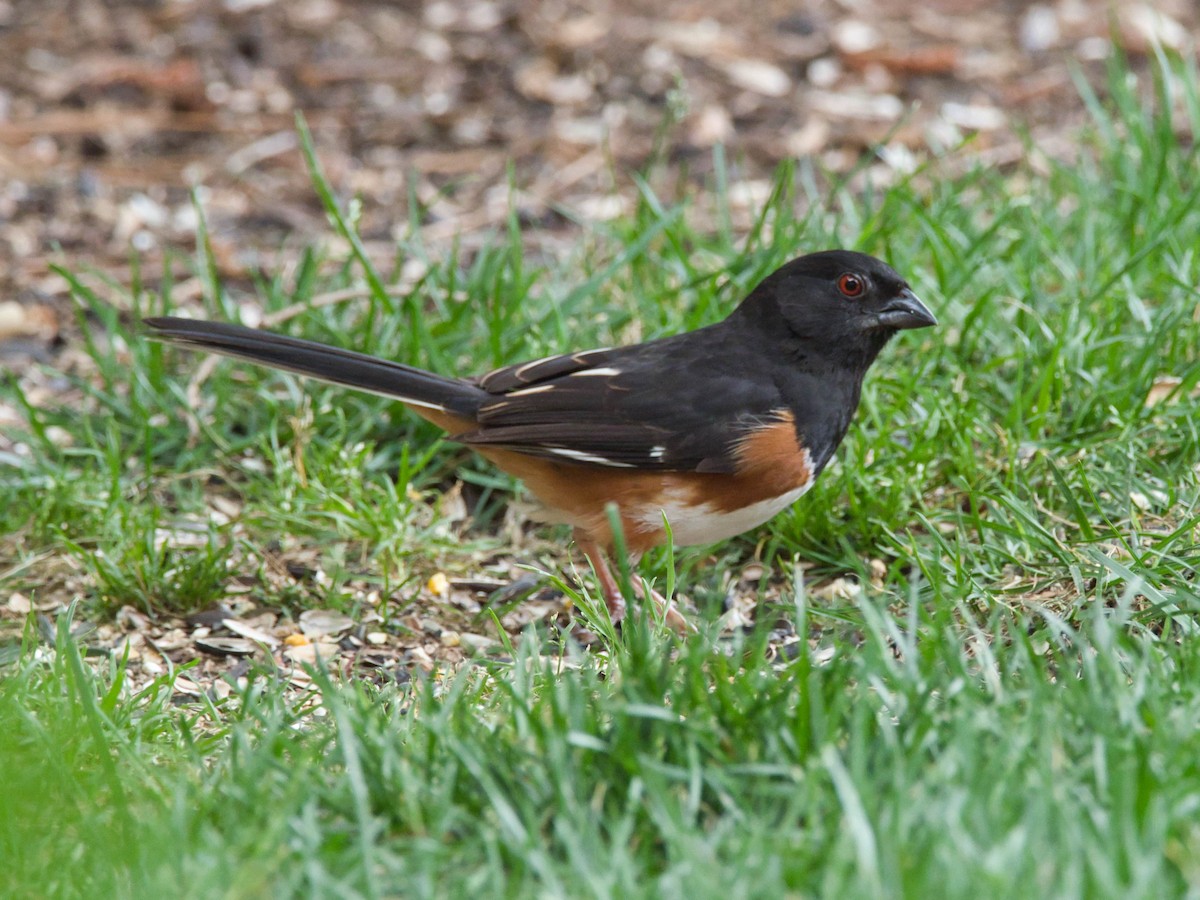 Eastern Towhee - ML657214033