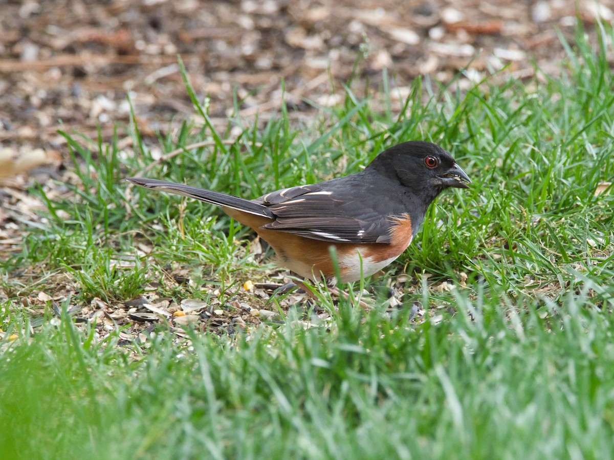 Eastern Towhee - ML657214034