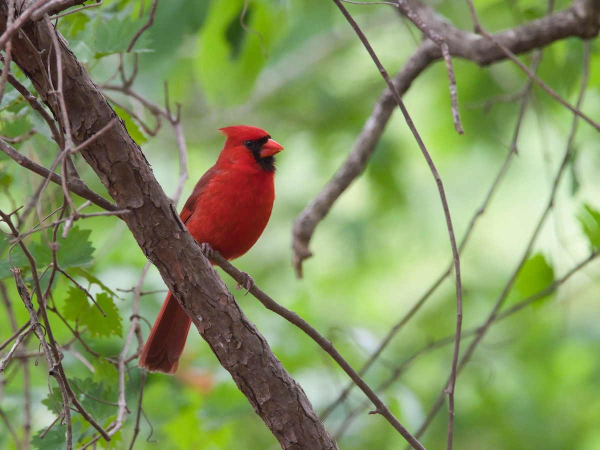 Northern Cardinal - ML657214125