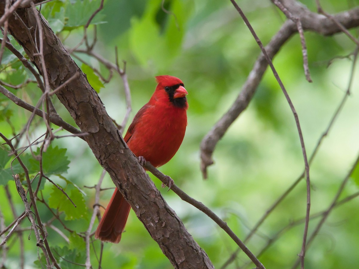 Northern Cardinal - ML657214126