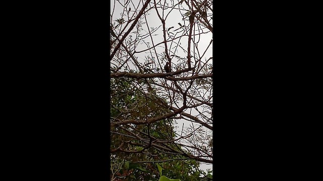 White-wedged Piculet - ML657214140